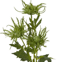 Wyld Haus Set Of 3 Green Sea Holly Artificial Flower Sprays, 670mm Tall - thumbnail 2
