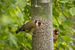 Peckish Plastic & Steel Seed & Nyger Green All Weather Bird Feeder 0.7L - thumbnail 3