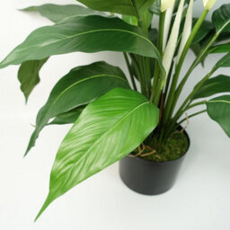 Leaf Artificial White Spathiphyllum Peace Lily - thumbnail 4