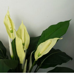 Leaf Artificial White Spathiphyllum Peace Lily - thumbnail 2