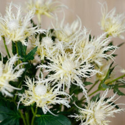 Wyld Haus Set Of 3 Cream Sea Holly Artificial Flowers 670mm Tall Faux Stems For Home Décor - thumbnail 5