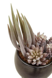 Premier Housewares Fiori Mixed Succulents In Ceramic Pot Artificial Plant Foliage - thumbnail 7
