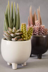 Premier Housewares Fiori Mixed Succulents In Ceramic Pot Artificial Plant Foliage - thumbnail 5