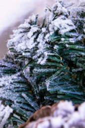 Christmas Tree World 180Cm Flocked Decorated Mixed Pine Garland With Tartan Bows - thumbnail 9