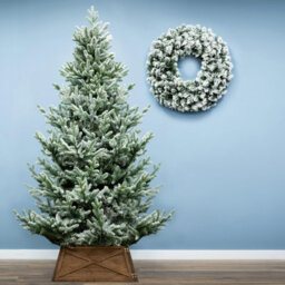 Christmas Tree World The 7Ft/210Cm Frosted Ultra Mountain Pine - thumbnail 2