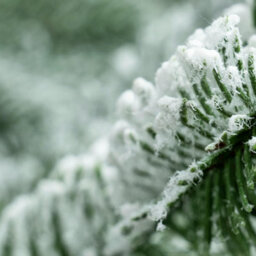 Christmas Tree World The 7Ft/210Cm Frosted Ultra Mountain Pine - thumbnail 5