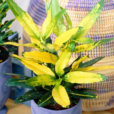 Gardeners Dream Codiaeum 'sunny Star' Plant - Bright Leaf Variegations, Ideal For Home Or Office, Easy To Maintain (30-40Cm) - image 1