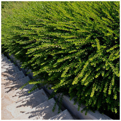 100 Lonicera Nitida Hedging Box Honeysuckle Tree Plants, 40-60Cm Tall 3Fatpigs