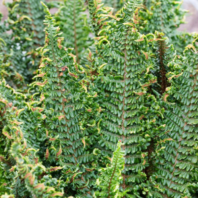 Gardeners Dream Dryopteris Crispa - Hardy Fern, Large Fronds, Part Shade, Moderate Height (30-40Cm Height Including Pot) - image 1
