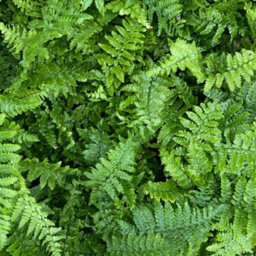Gardeners Dream Dryopteris Crispa - Hardy Fern, Large Fronds, Part Shade, Moderate Height (30-40Cm Height Including Pot) - thumbnail 3