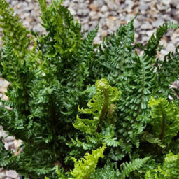 Gardeners Dream Dryopteris Crispa - Hardy Fern, Large Fronds, Part Shade, Moderate Height (30-40Cm Height Including Pot) - thumbnail 2