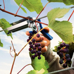 Rapid C50 Steel Hog Rings 4200 Pcs For Home Garden Securing Branches & Vine Shoots For Lig150 Vine Pliers - thumbnail 6