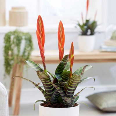 Primrose Vriesea Era Flaming Sword 12Cm Pot 45Cm Tall Flowering House Plants