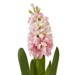 Wyld Haus Set Of 3 Pink Artificial Hyacinth Stems - Realistic Silk Flowers For Home Décor - thumbnail 2