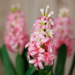Wyld Haus Set Of 3 Pink Artificial Hyacinth Stems - Realistic Silk Flowers For Home Décor - thumbnail 5