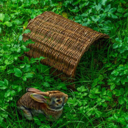 Woodside Rabbit/guinea Pig Wicker Bridge, Wooden Pet Shelter For Small Animals - thumbnail 6
