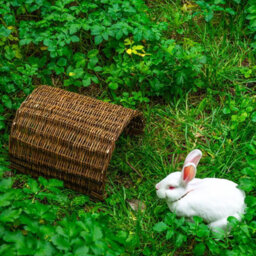 Woodside Rabbit/guinea Pig Wicker Bridge, Wooden Pet Shelter For Small Animals - thumbnail 5