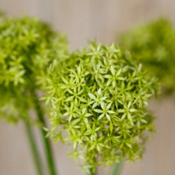Wyld Haus Set Of 3 Green Giant Allium Artificial Flower Stems 900mm - thumbnail 5
