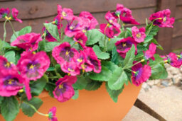 Best Artificial 30Cm Pink Pansy Plug Plant - Pot Not Included - thumbnail 5