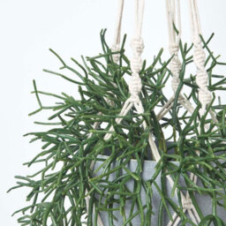 Homescapes Artificial Green Handcrafted Hanging Basket Rhipsalis Plant, 116 Cm - thumbnail 4