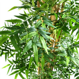 Leaf Artificial Oriental Bamboo Plant 150Cm - Realistic Plant By Botanik - thumbnail 2