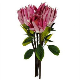 Leaf Pack Of 6 X 65Cm Protea Sugarbush Flower Stem - Pink - thumbnail 7