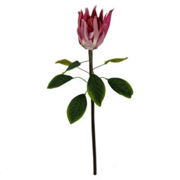 Leaf Pack Of 6 X 65Cm Protea Sugarbush Flower Stem - Pink - thumbnail 3