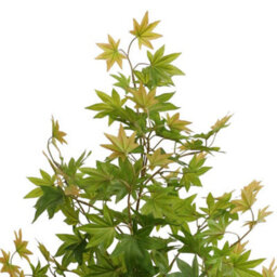 True Products Artificial Green Maple Tree 165Cm - thumbnail 3