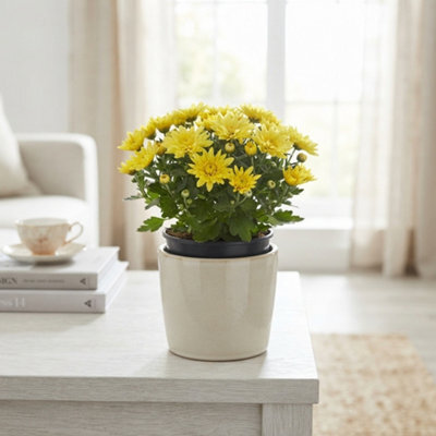Yellow Chrysanthemum 'homerun' - 14Cm Pot - image 1