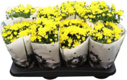 Yellow Chrysanthemum 'homerun' - 14Cm Pot - thumbnail 2