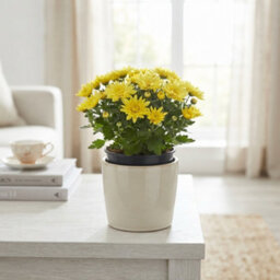 Yellow Chrysanthemum 'homerun' - 14Cm Pot - thumbnail 1