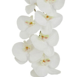 Wyld Haus Set Of 3 Tall White Butterfly Orchid Stems 1030mm Artificial Flowers - thumbnail 2