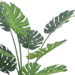 Leaf (4Ft) Luxury Monstera Plant Black Pot 120Cm - thumbnail 4