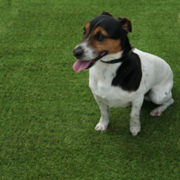 "Madidi 30mm Artificial Grass, Plush Outdoor Artificial Grass, Pet-Friendly Outdoor Artificial Grass-7M(23') X 4M(13'1"")-28M²" - thumbnail 6