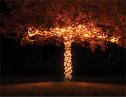 Eagle Connect Cluster Lights Black Rubber Ip65 Copper Gold 30M - thumbnail 9
