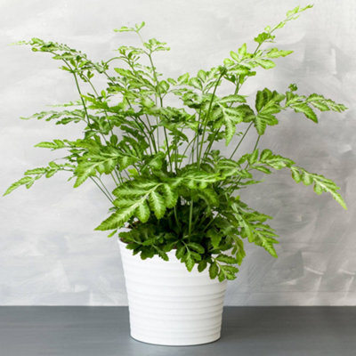 Gardeners Dream Pteris Evergemiensis - Stunning Indoor Fern Houseplant For Home Office, Easy To Care For Plant (25-35Cm Height Including Pot) - image 1