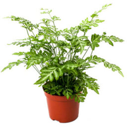 Gardeners Dream Pteris Evergemiensis - Stunning Indoor Fern Houseplant For Home Office, Easy To Care For Plant (25-35Cm Height Including Pot) - thumbnail 2