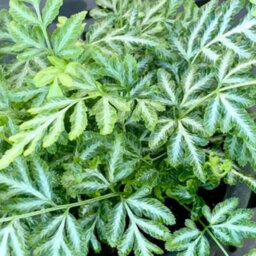 Gardeners Dream Pteris Evergemiensis - Stunning Indoor Fern Houseplant For Home Office, Easy To Care For Plant (25-35Cm Height Including Pot) - thumbnail 3