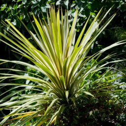 Yougarden Cordyline Torbay Dazzler 2L X 2 - thumbnail 2
