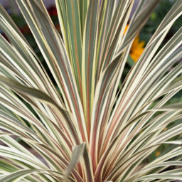 Yougarden Cordyline Torbay Dazzler 2L X 2