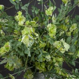 Hill Interiors Sweet Pea Trail Faux Plant - thumbnail 2
