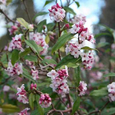Plant Theory Jacqueline Postill Daphne Outdoor Shrub Plant Daphne Bholua 2L Pot 15Cm