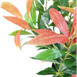 80Cm Artificial Red Potted Realistic Indoor House Plant Decor - thumbnail 2