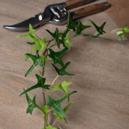Hill Interiors Uk Homeliving Small Ivy Garland - thumbnail 5