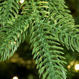 Christmas Tree World The 7Ft/210Cm Pre-Lit Ultra Mountain Pine - thumbnail 6