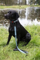 Dna Dogwear Summit Pro Lead H Hare 1.5M