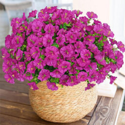 10 Pack Uv Resistant Outdoor Artificial Flowers, Fake Flower Bouquets, Artificial Plants For Outdoor And Indoor Use (Fuchsia) - thumbnail 1