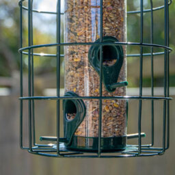 Metal Hanging Bird Seed Feeder With Squirrel Guard , Outdoor Garden Bird Feeder - thumbnail 5