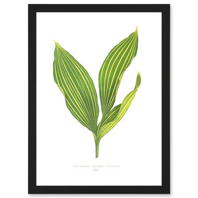 Artery8 Leaf Convallaria Majalis Variegata Lilly Of The Valley Wall Art Print - A4 Size