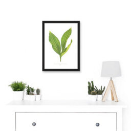 Artery8 Leaf Convallaria Majalis Variegata Lilly Of The Valley Wall Art Print - A4 Size - thumbnail 2